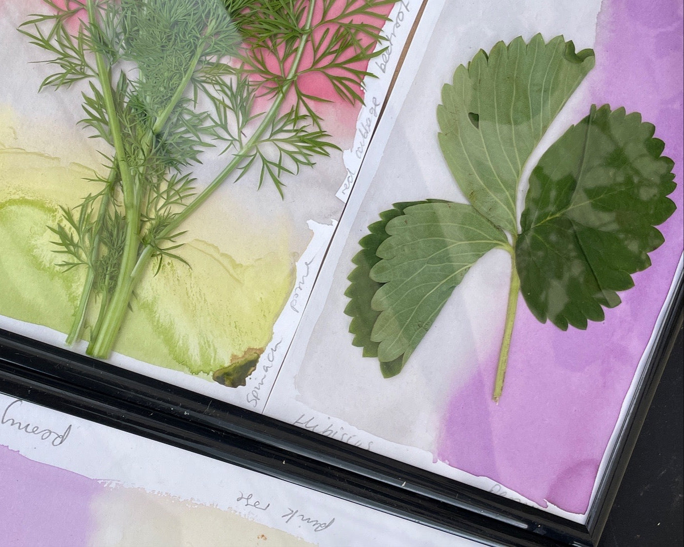 Sun Printing Weekend Workshop: Anthotypes & Cyanotypes