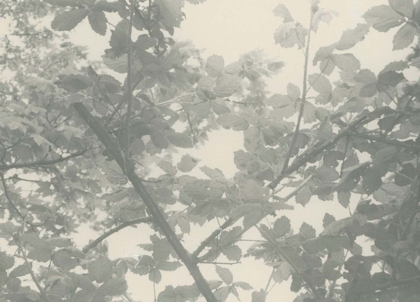 Eco Photography - Printing