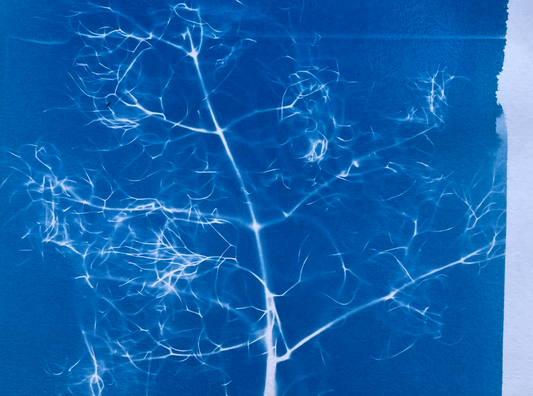 Sun Printing Weekend Workshop: Anthotypes & Cyanotypes
